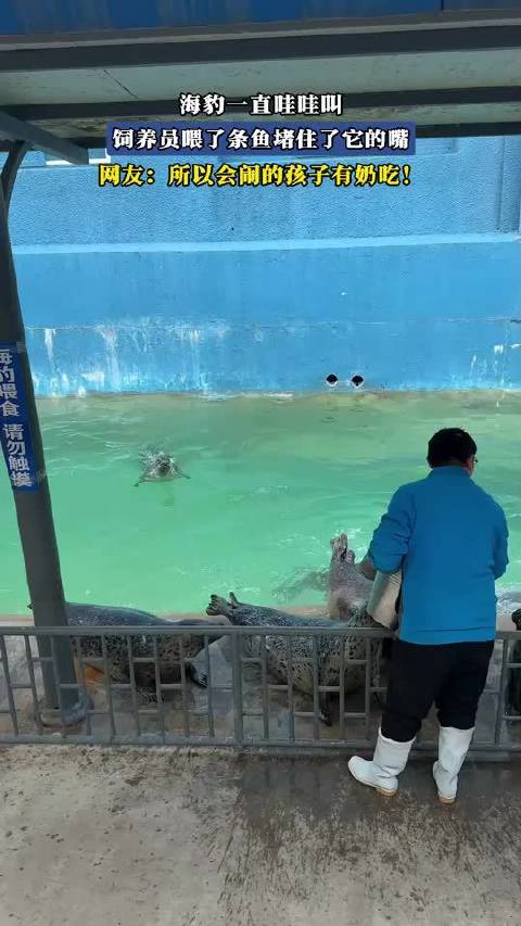 海豹一直哇哇叫，饲养员喂了条鱼堵住了它的嘴