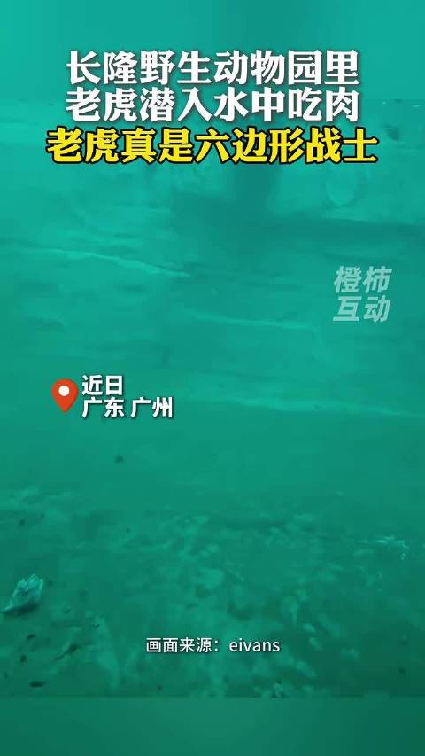 老虎潜入水中吃肉