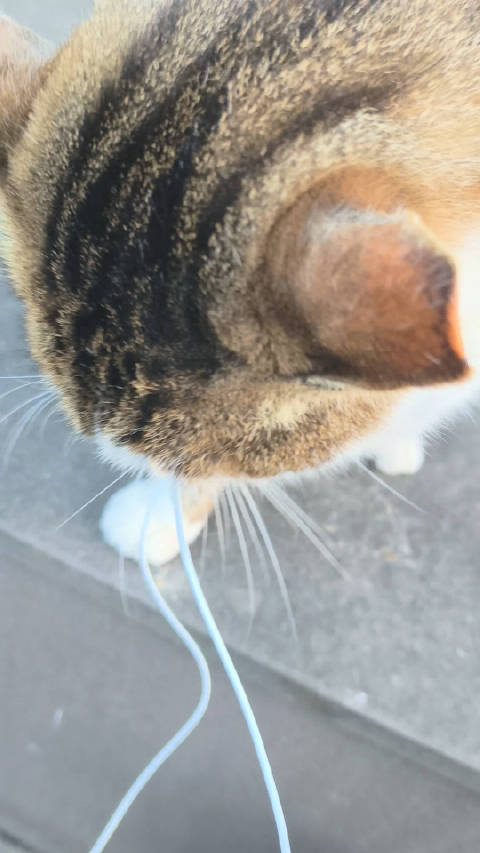 当一辆卡车跌跌撞撞奔向你的时候，不一定是想要蹭你，而是想咬你的耳机线