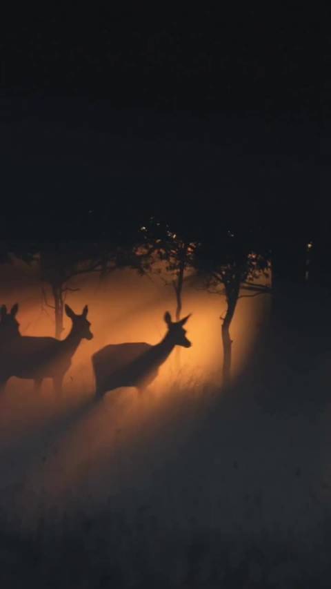 比童话更梦幻的真实：黎明鹿群出现森林