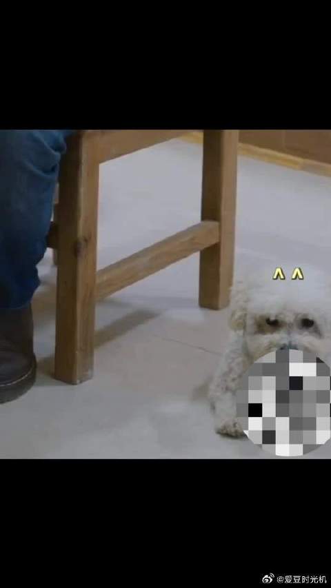 谁懂这一段超级搞笑，那姐的执着，小熊老师的不撒手