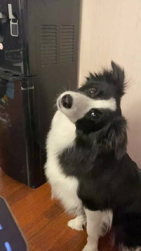 弹幕有一句鸡犬相闻给我笑崩溃了 坤坤的杀伤力恐怖如斯