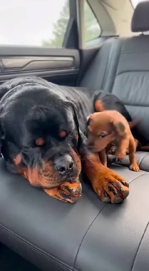 奥斯卡最佳狗演员