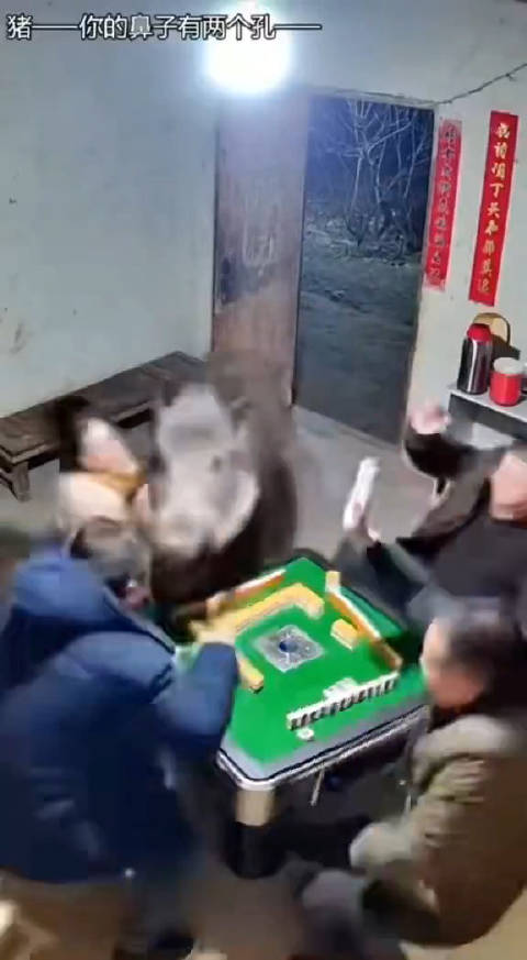 野猪掀桌打断人类麻将局