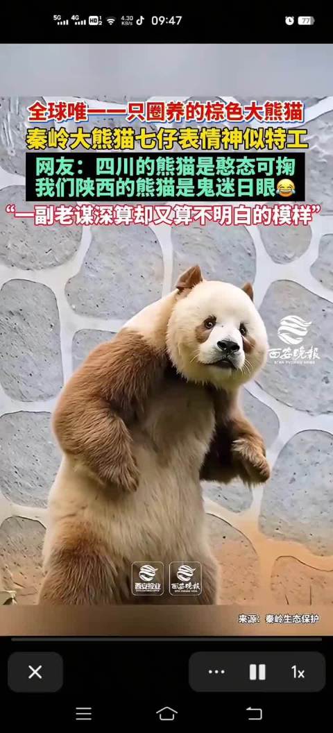 007正在执行任务中，小眼神真是鬼萌鬼萌的