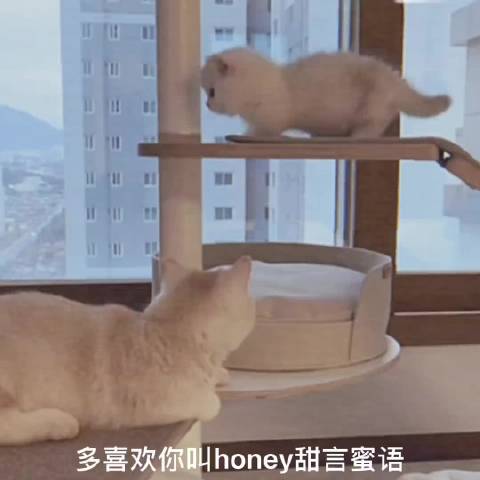 猫听了王心凌都想恋爱