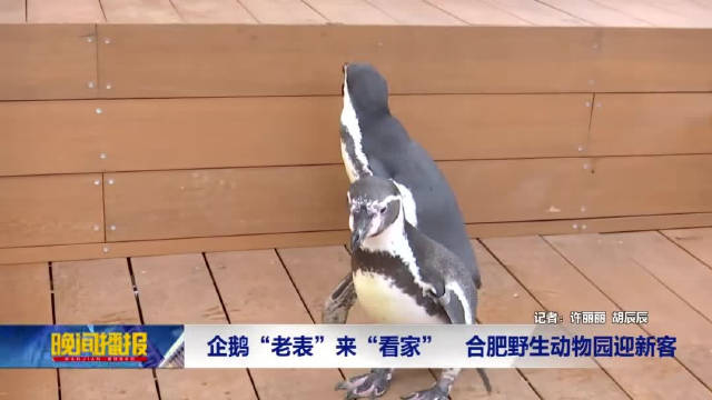 六只洪氏环企鹅将安家合肥