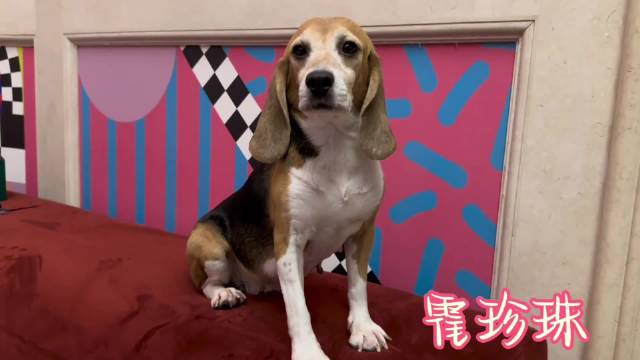 霍思燕夫妇收养实验犬珍珠获国际和平奖