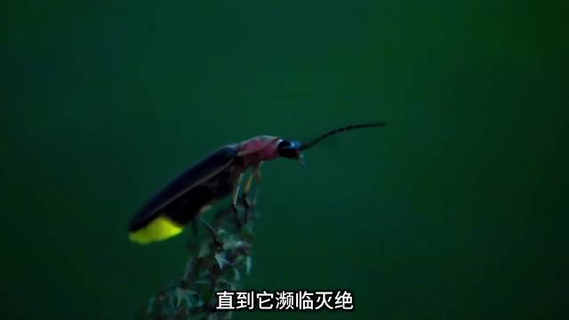 萤火虫濒临灭绝，70后80后记忆中的夏夜星光渐消逝