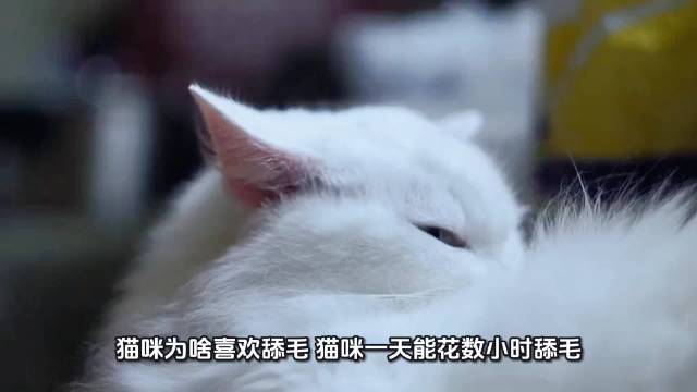 猫咪舔毛为清洁调节体温缓解压力