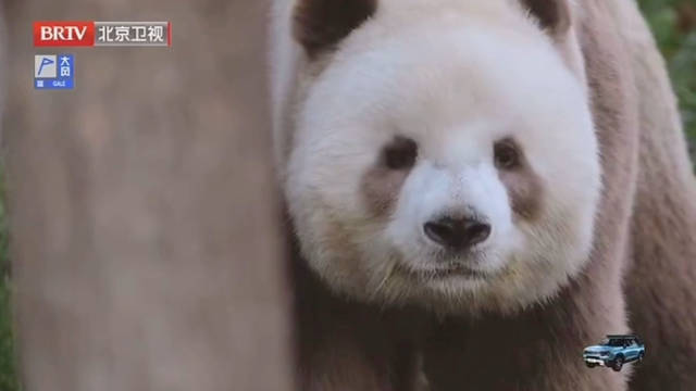 七仔时隔三年爬树终获胡萝贝