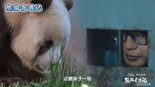 熊猫七仔白眼实为观察本能，浅色眼圈形成视觉差异