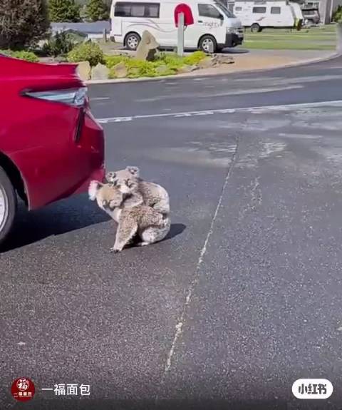 马微博驮奥斯卡在围场 《背着皮亚跑》