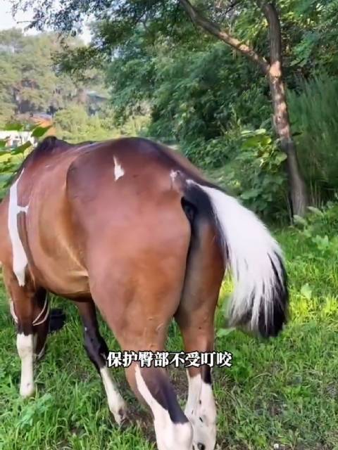 马主人定期修剪马尾防污防虫