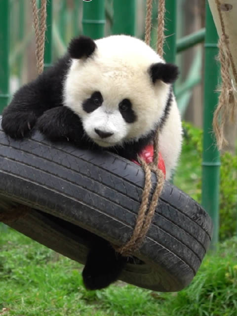 大熊猫天生的平衡感是真牛