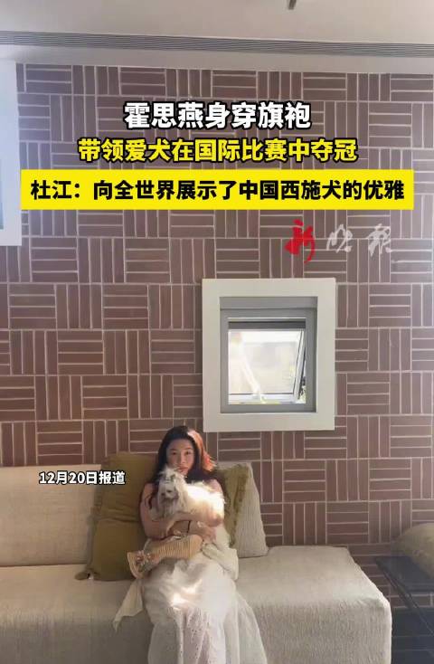 霍思燕穿旗袍携爱犬国际赛夺冠，杜江赞展示中国西施犬优雅