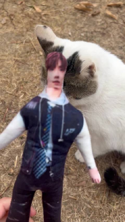 王翊恩持老鼠干逗猫引关注