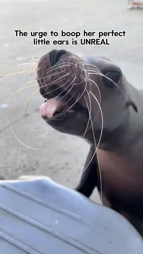 以防你没摸过海狮超可爱的小耳朵7