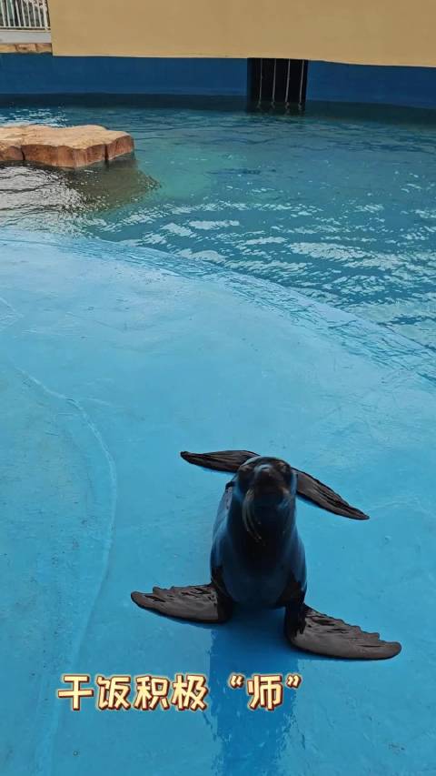 森迪冰雪海洋乐园海狮乖巧等投喂，张大嘴紧盯小鱼干