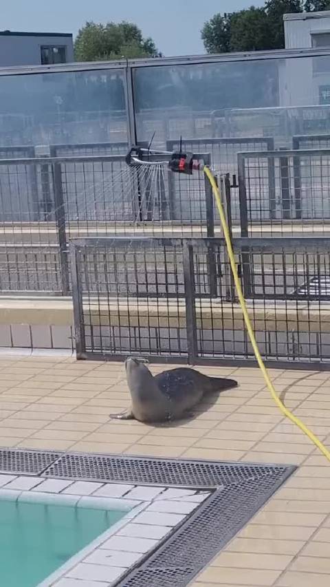 豹子头淋冲 海豹港海豹 Phoca vitulina TT: sealcentrepieterburen