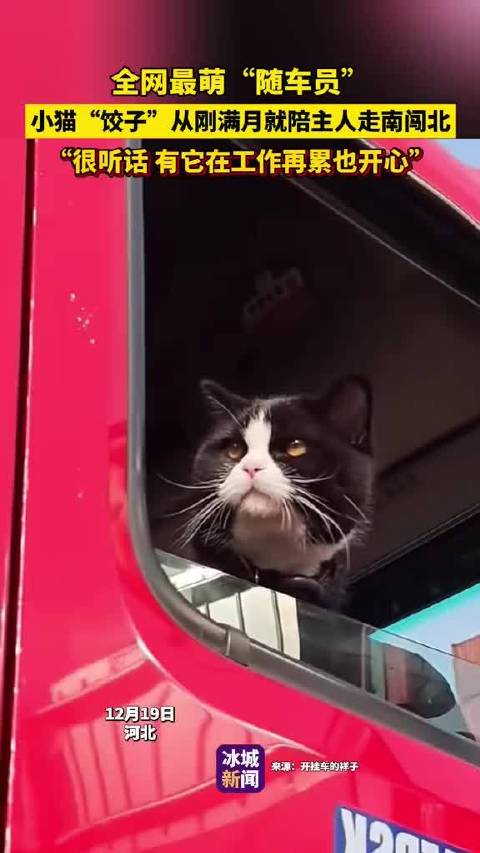 从满月开始跑车的职业压车猫