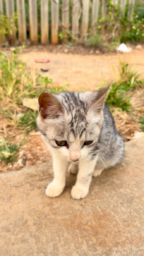 哈哈哈，我前面模仿的蜡笔小新也不像啊