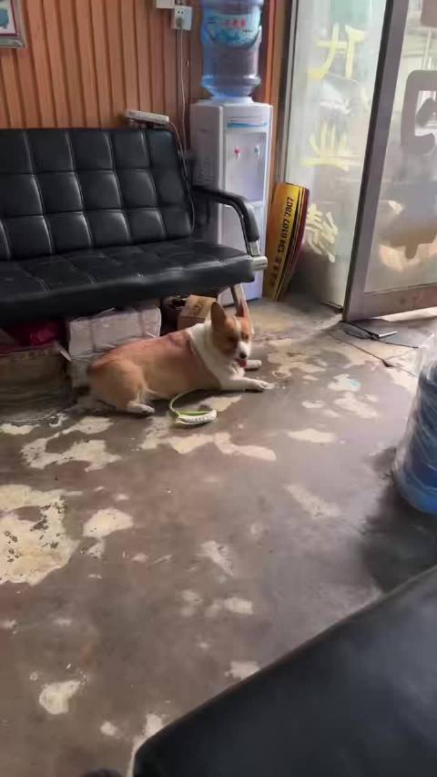 郑州女子苦寻爱犬柯基酱酱35天未果