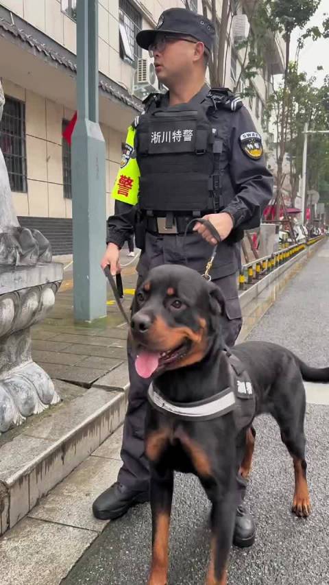 萌力守护！当“暖男”巴万遇上“酷帅”小黑豹，校园门口的安全感直接拉满！