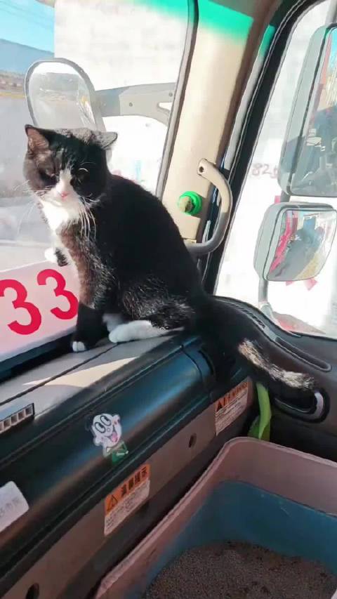 跟着主人一起跑车的小猫，转身还能舔一口猫薄荷