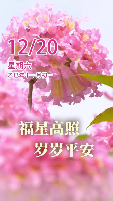 一树繁花映日红，万朵千株喜相逢，愿你今日福星高照，阖家安康，岁岁平安