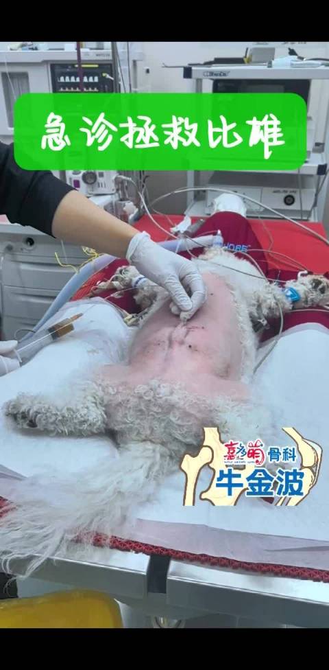比熊犬膀胱结石致尿道梗阻，医生凌晨急诊手术取出数千结石