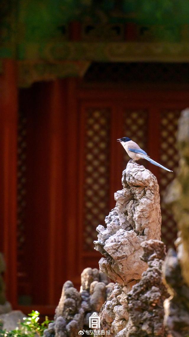 来源：@故宫博物院