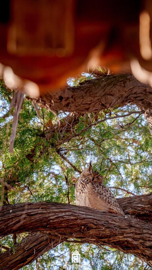 来源：@故宫博物院