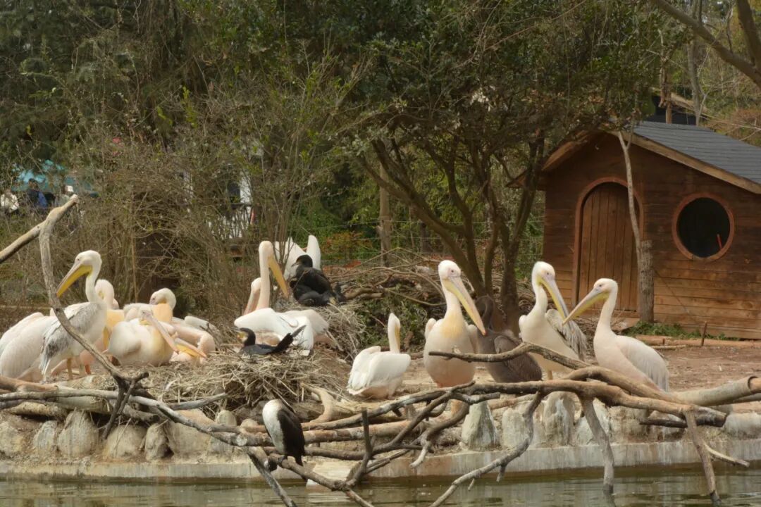 与我们相隔两岸的鹈鹕与鸬鹚