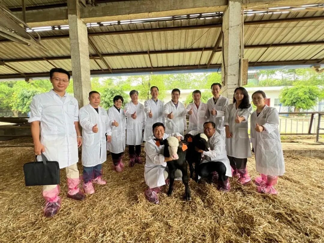 ▲2025年5月27日,皇氏赛尔公司在根竹中巴奶水牛繁育示范牧场举行“全国首批巴基斯坦胚胎移植犊牛成果展示仪式”。