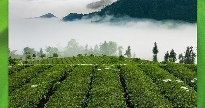 桑植县“十四五”系列报道 | 桑植白茶越泡越香