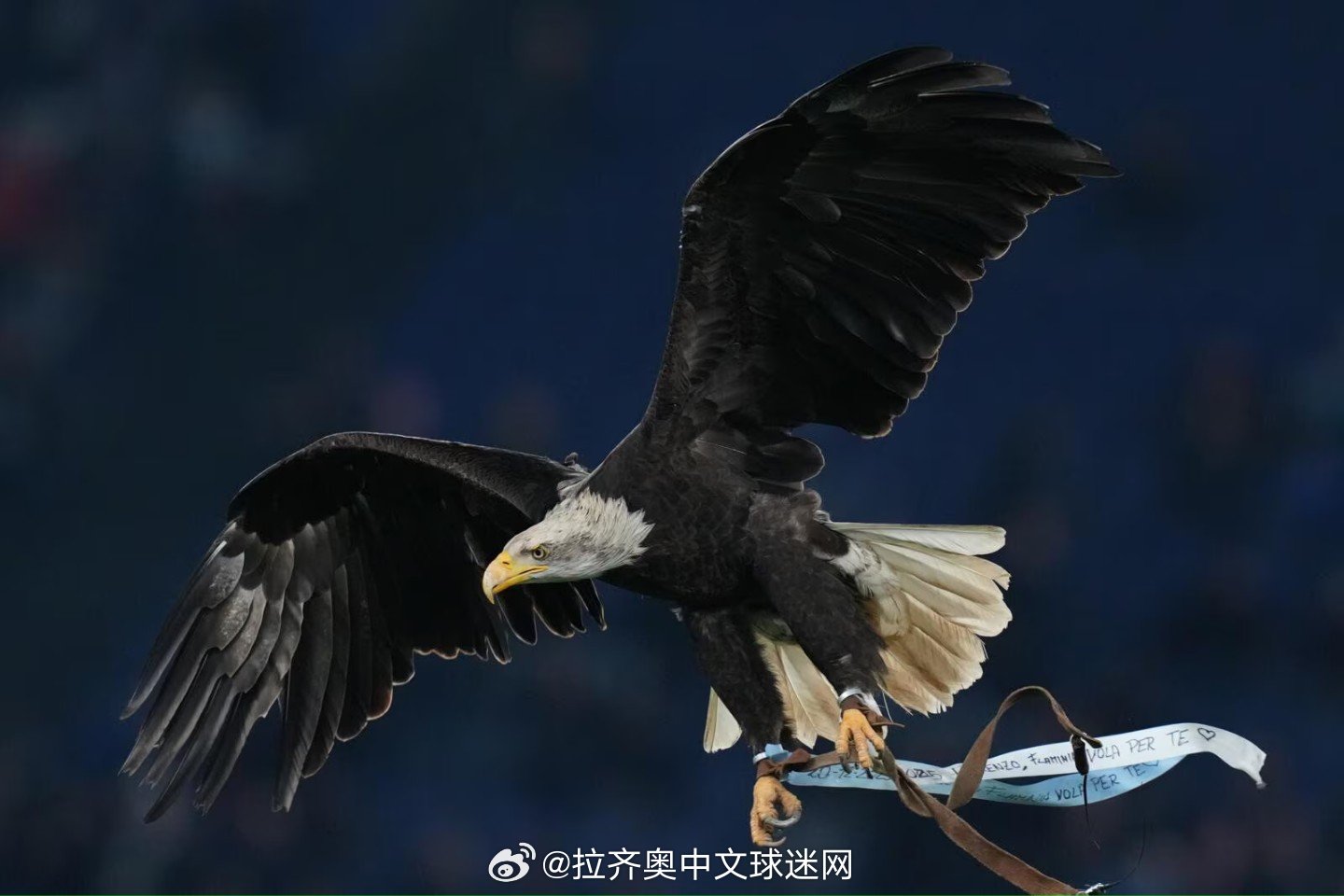 放鹰仪式：弗拉米尼娅首飞照片