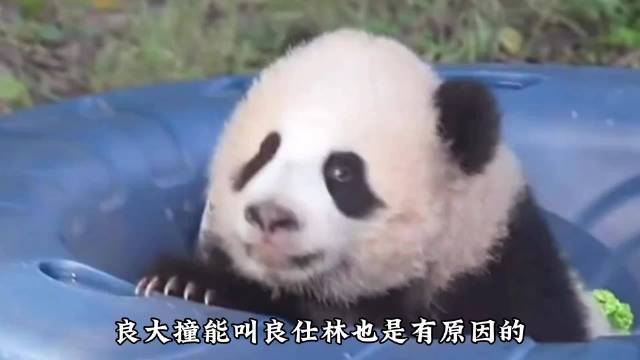 卷王大熊猫小月亮：技能拉满的“功夫熊猫”