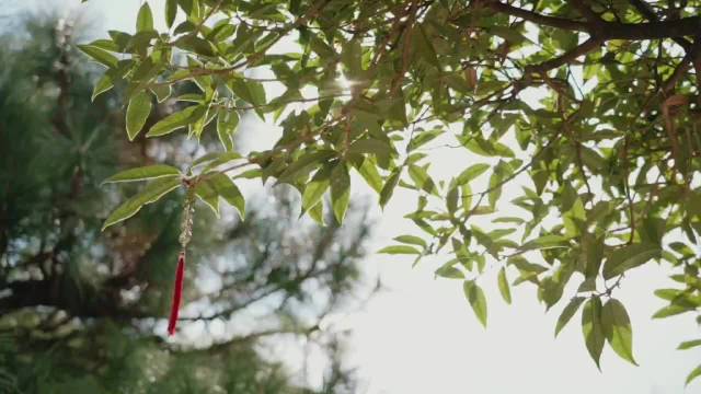 玉龙雪山脚下，传统纳西族村落玉湖村是一个宁静祥和的小村庄