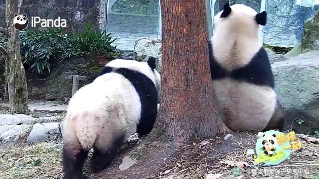 熊猫宝宝的冬至抱抱