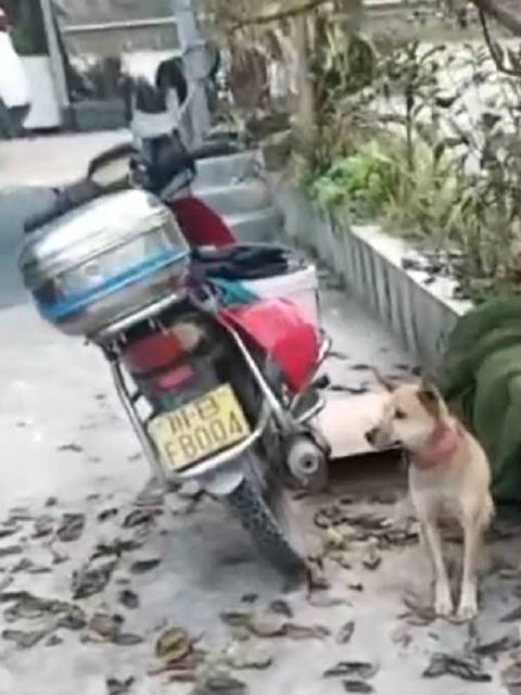 又见“忠犬八公”！主人车祸住院狗狗摩托旁守候8天