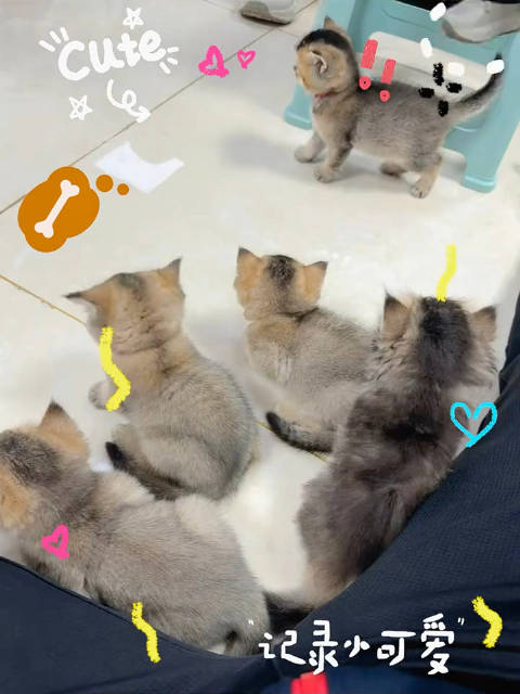 老蒙：林诗栋你的6个孙子孙女你管不管 ·