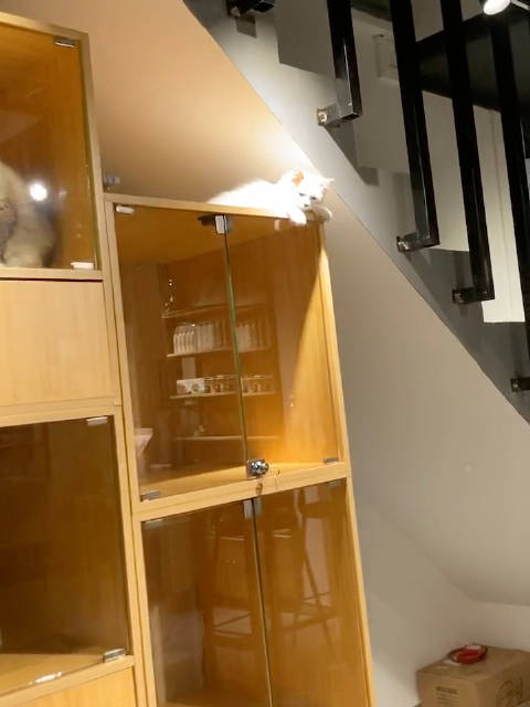 谁要看珍贵啊村幼年影像，那个时候他还不是我的猫呢，但是就很皮会越狱了