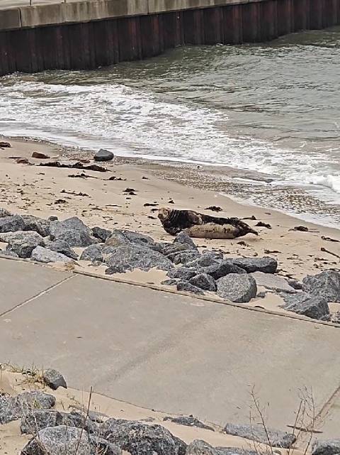 一只丑丑的海豹 helgoland