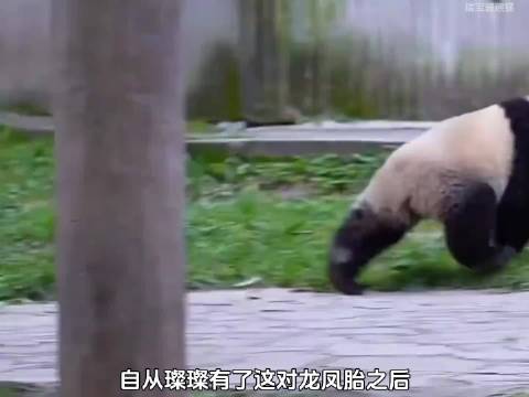 熊猫界的“家有儿女”：璨璨的龙凤胎带娃日常，鸡飞狗跳又萌到犯规！