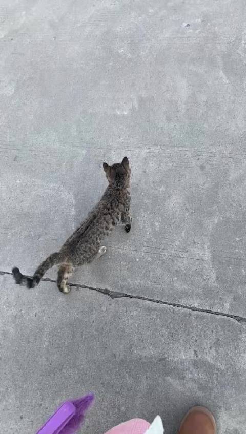 安志杰粉丝冬至晒宠物照盼圣诞礼物