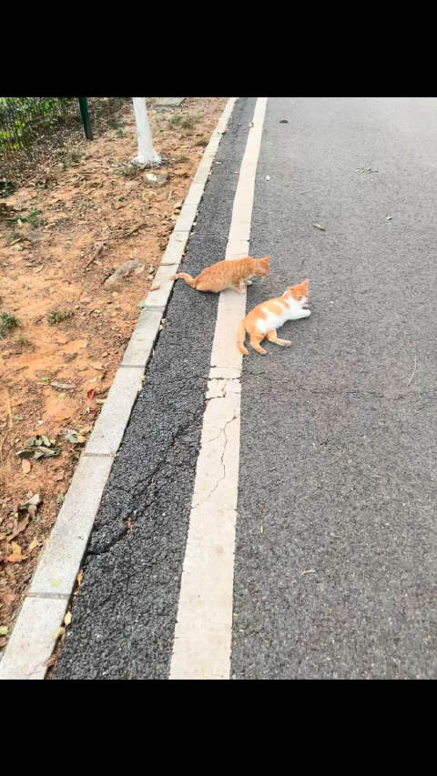 《姜子牙猫传》花絮 天下分久必合 合久必分