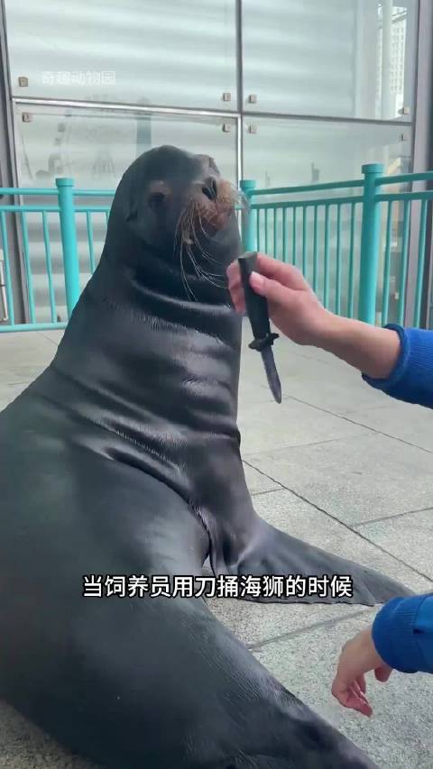 戏精海狮码头讨食会互动，躺椅睡觉指挥交通