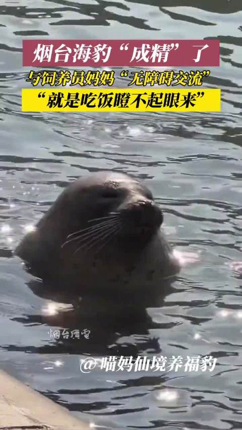 烟台小海豹与饲养员妈妈“无障碍交流”，简直太萌了！（水母网）