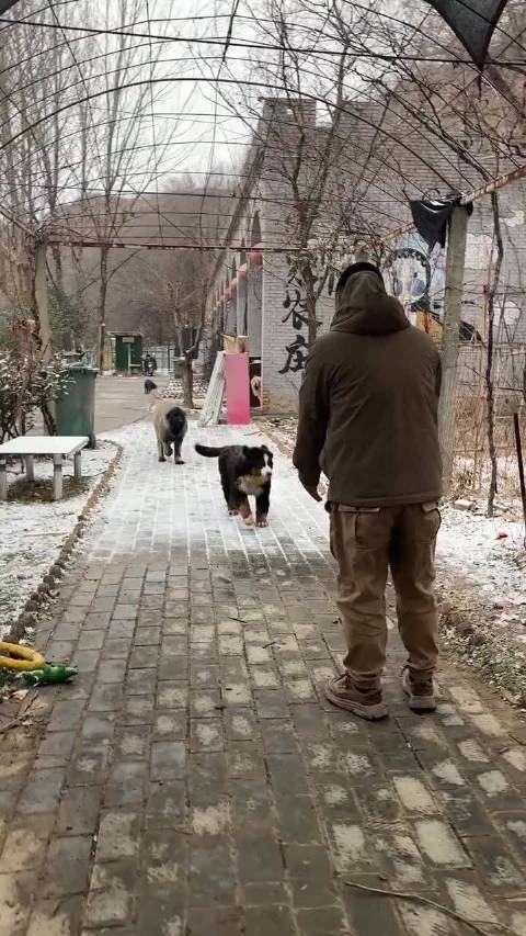 罗威纳黑豹与阿拉斯加恩佐雪中嬉戏